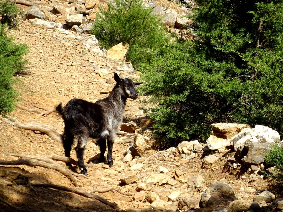 Un petit chevreau sur le chemin de la descente 