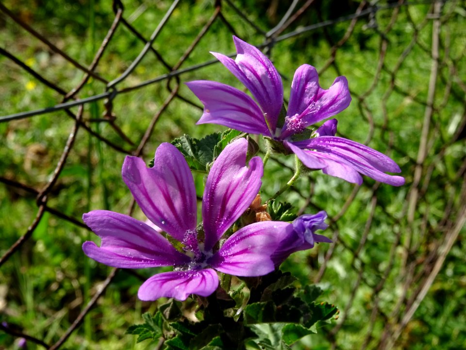 Mauve multiflore ou Lavatère de Crête, Malva multiflora, M… 