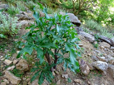 Serpentaire commune, Dracunculus vulgaris, Aracées 