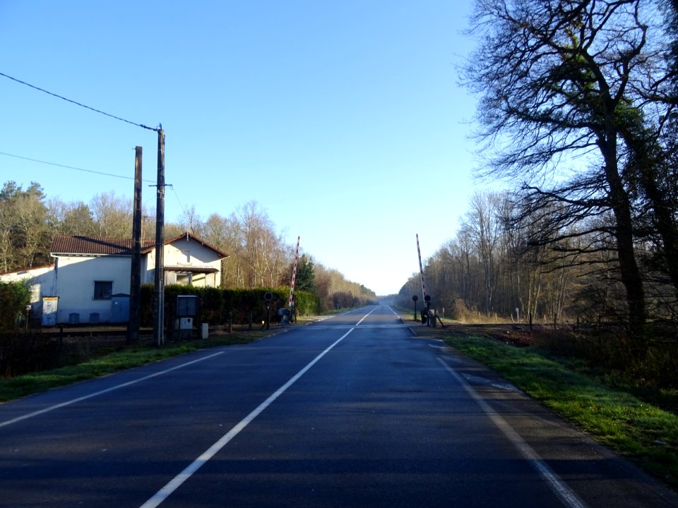 Route d'Orléans, à travers la Forêt Domaniale d'Orléans, a… 