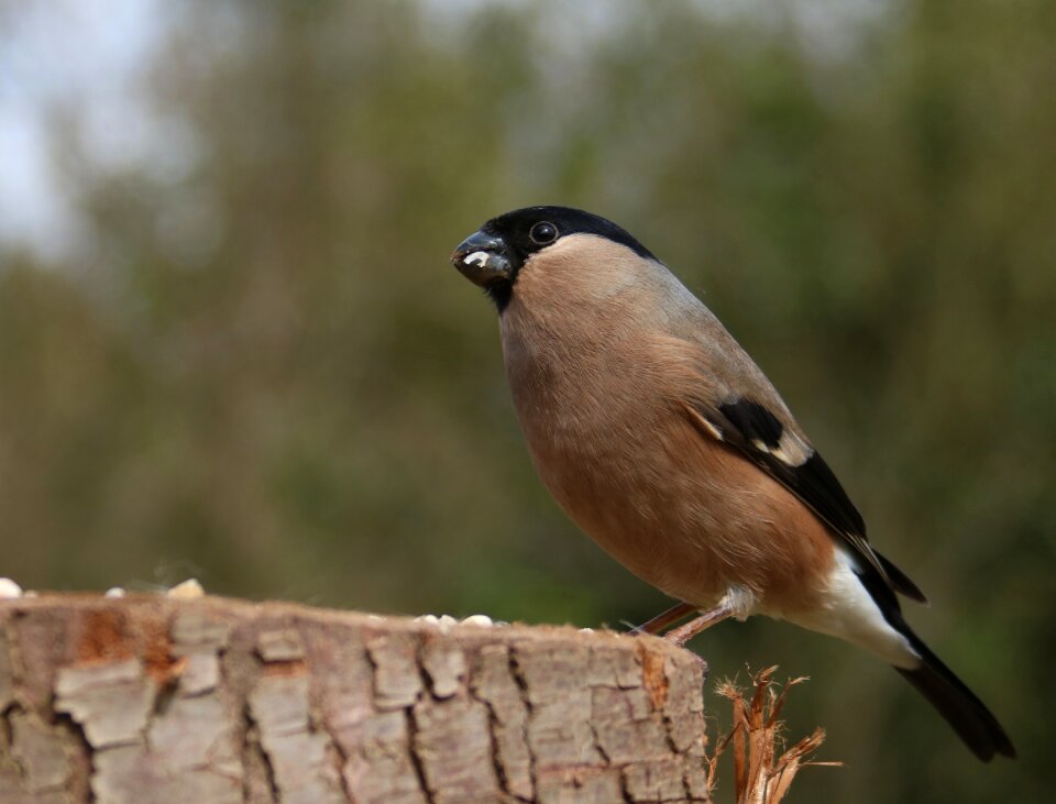 Nature finch spring