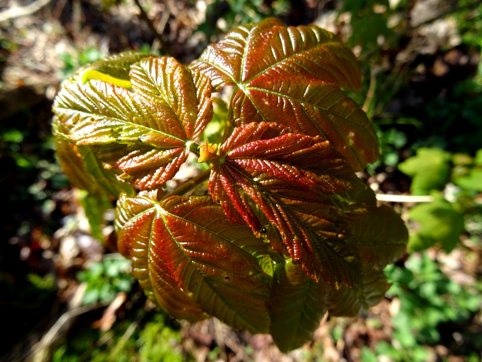 Jeunes feuilles, Erable sycomore, Acer pseudoplatanus, Acé… 