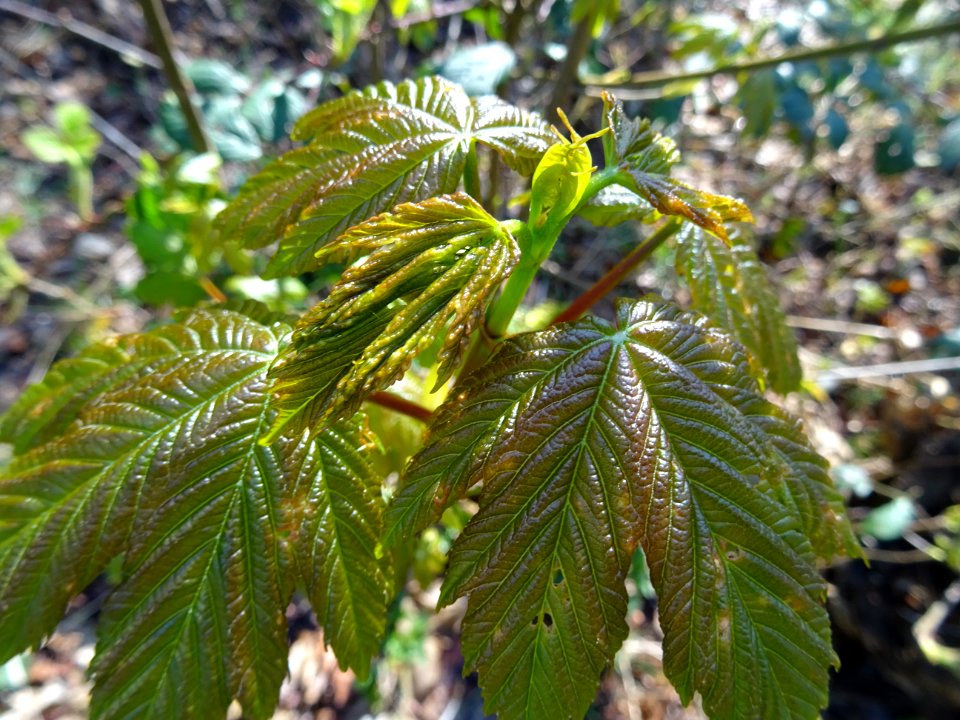 Jeunes feuilles, Erable sycomore, Acer pseudoplatanus, Acé… 