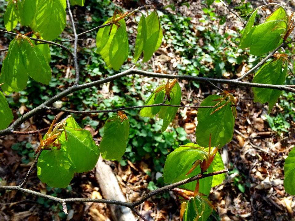 Feuilles de hêtre ou fayard, à stipules, Fagus sylvatica, … 