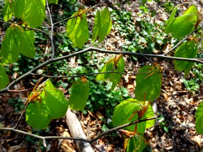Feuilles de hêtre ou fayard, à stipules, Fagus sylvatica, … 