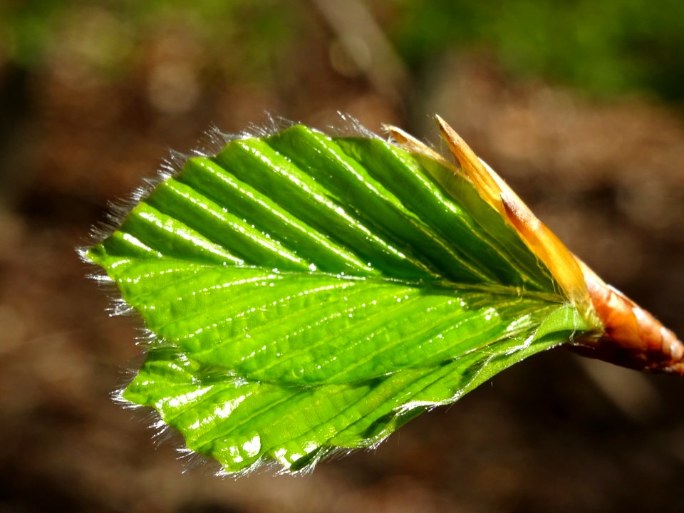 Feuilles de hêtre ou fayard, à stipules, Fagus sylvatica, … 