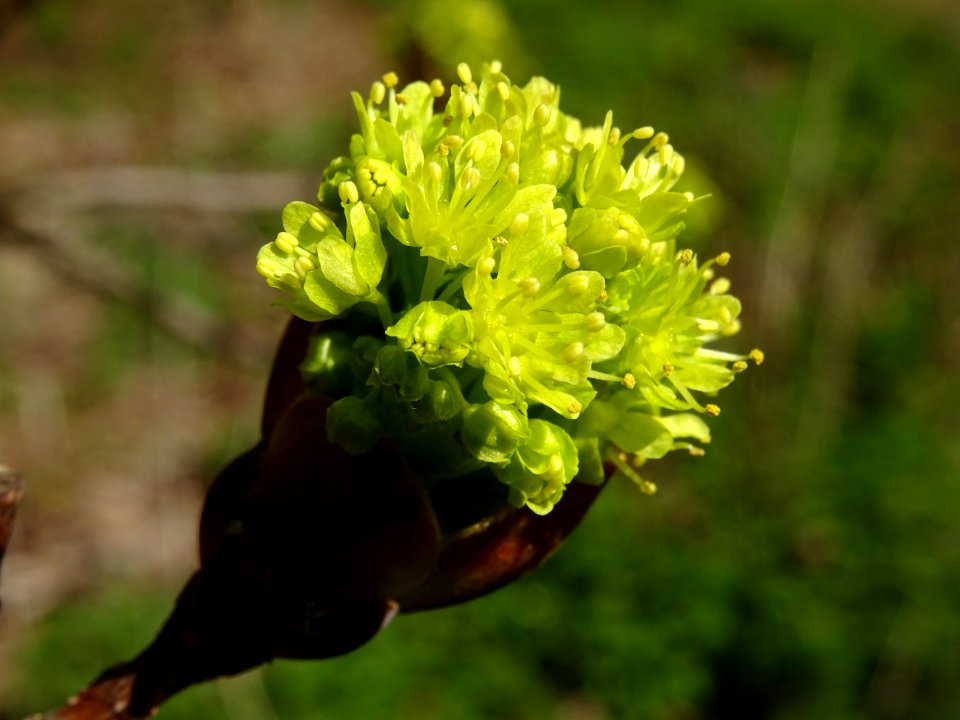 Bourgeon et inflorescence d'érable plane, Acer planatoides… 