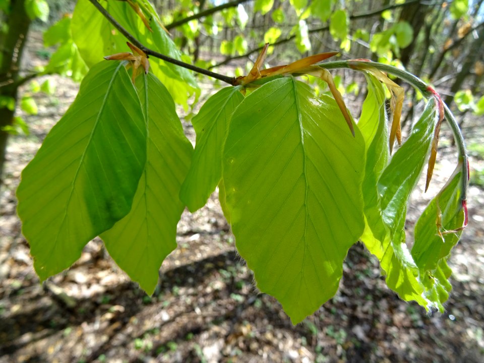 Feuilles de hêtre ou fayard, à stipules, Fagus sylvatica, … 