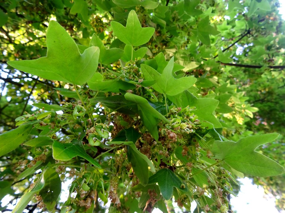 Feuilles trilobées et fleurs pendantes sur des rameaux d'é… 