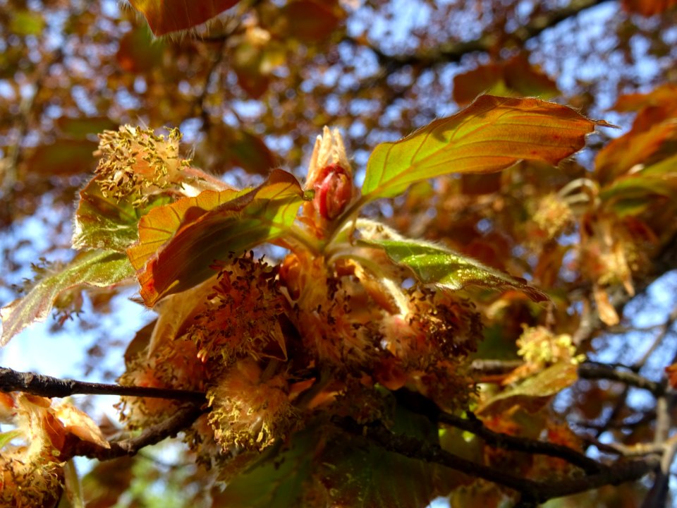 Fleurs femelles (rouges) et fleurs mâles (jaunes), jeunes … 