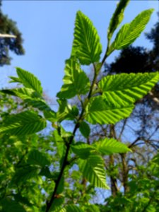 Feuilles de Charme, Carpinus betulus, Corylacées 