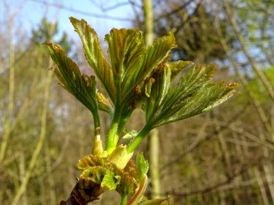 Bourgeon et jeunes feuilles, Erable sycomore, Acer pseudop… 