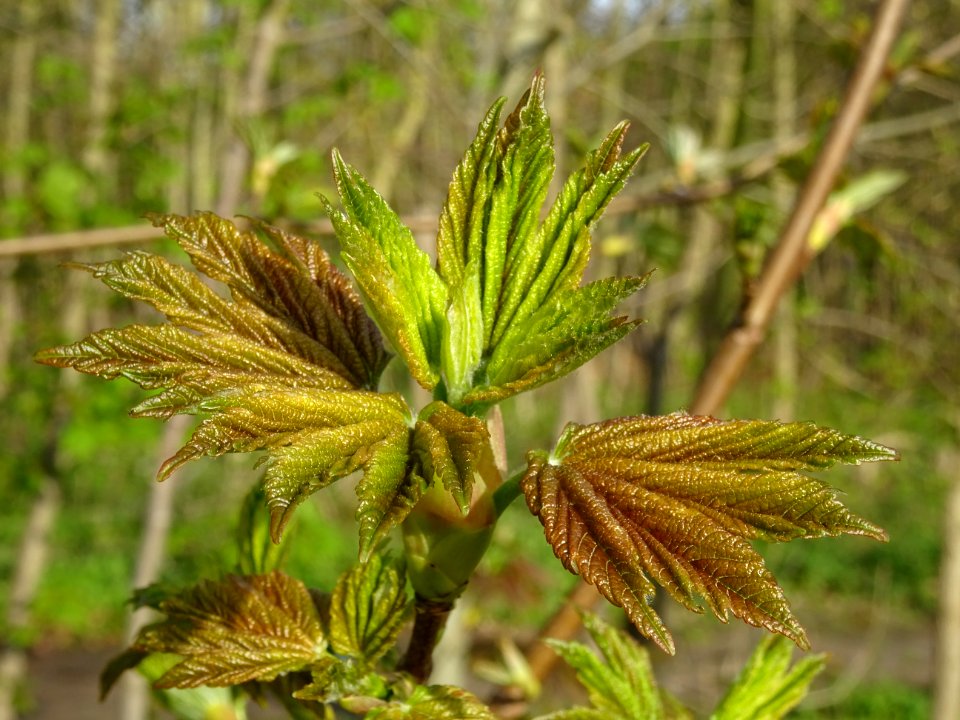 Jeunes feuilles, Erable sycomore, Acer pseudoplatanus, Acé… 