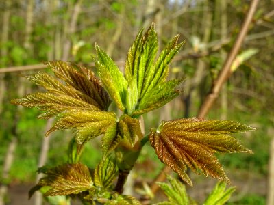 Jeunes feuilles, Erable sycomore, Acer pseudoplatanus, Acé… 