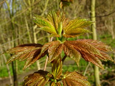 Bourgeon et jeunes feuilles, Erable sycomore, Acer pseudop… 