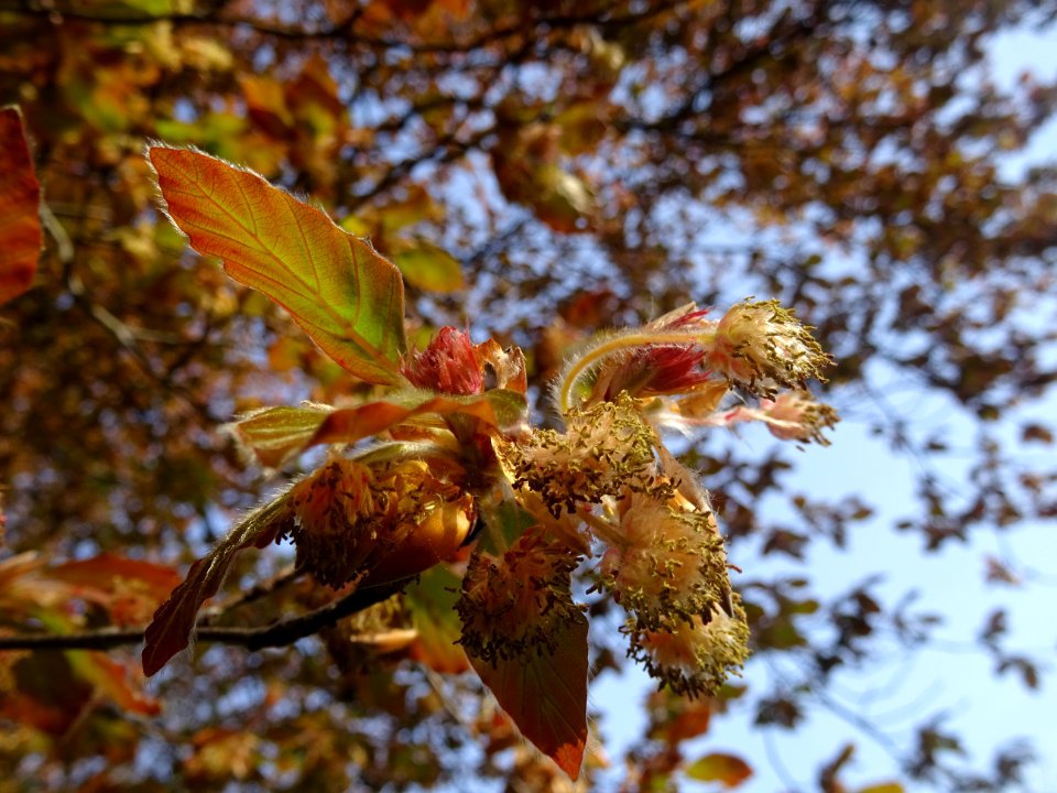 Fleurs femelles et mâles du hêtre pourpre, Fagus sylvatica… 