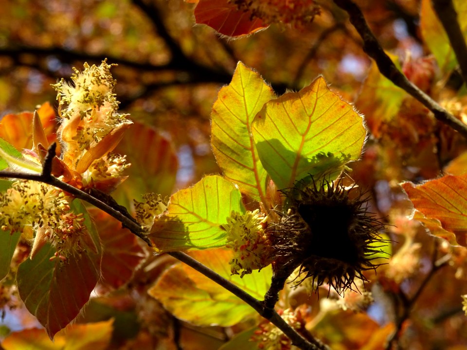 Un fruit de l'année dernière, fleurs mâles et jeunes feuil… 