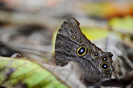 10 eyes nature butterfly