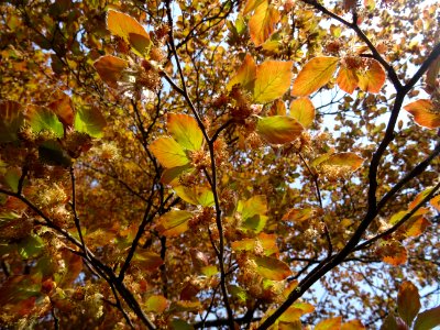 Fleurs mâles (jaunes), jeunes feuilles de hêtre pourpre, F… 