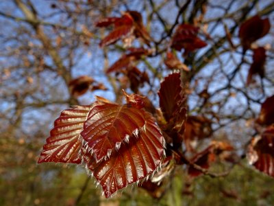 Feuillage du hêtre pourpre, Fagus sylvatica Purpurea, Faga… 