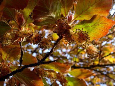 Fleurs femelles et mâles du hêtre pourpre, Fagus sylvatica… 