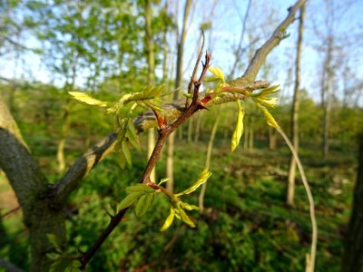 Jeunes feuilles de Robinier faux-acacia, Robinia pseudoaca… 