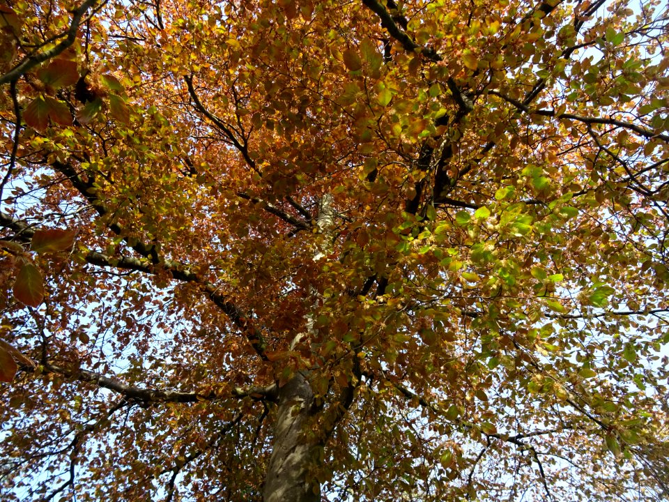 Feuillage du hêtre pourpre, Fagus sylvatica Purpurea, Faga… 