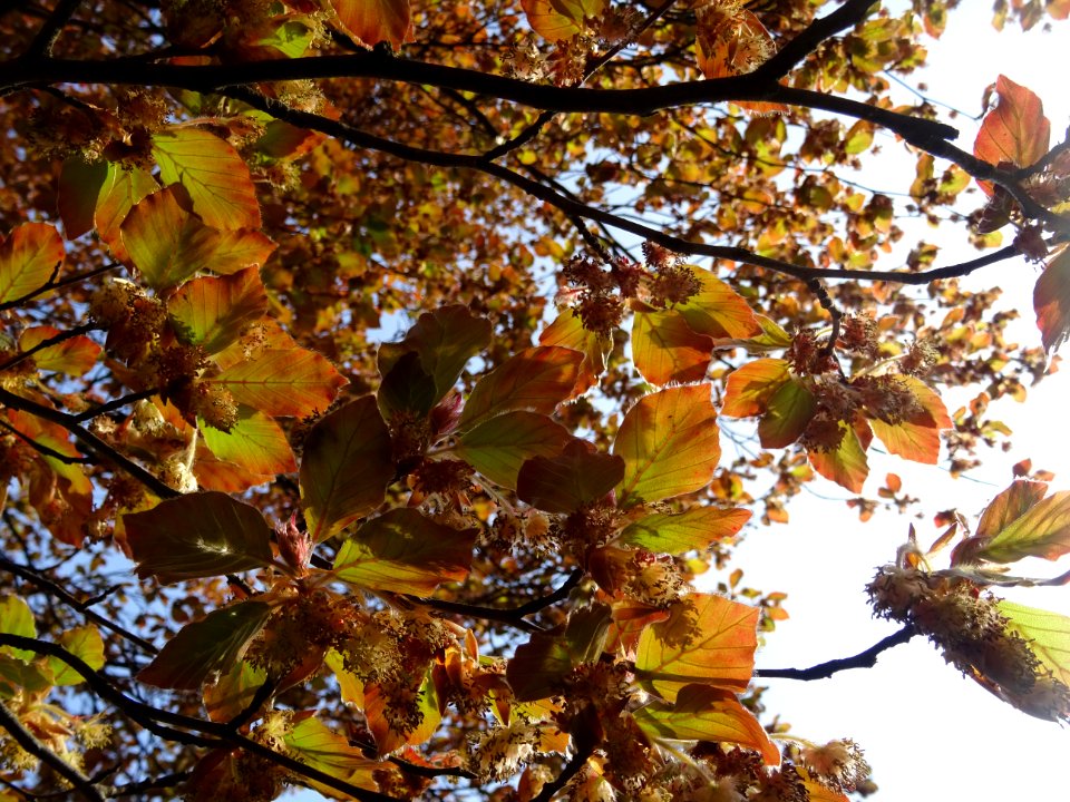 Fleurs femelles et mâles du hêtre pourpre, Fagus sylvatica… 