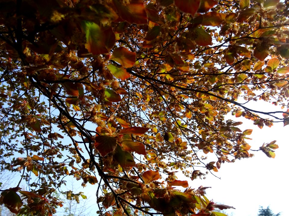 Feuillage du hêtre pourpre, Fagus sylvatica Purpurea, Faga… 