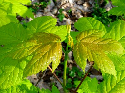 Erable sycomore, Acer pseudoplatanus, Acéracées 