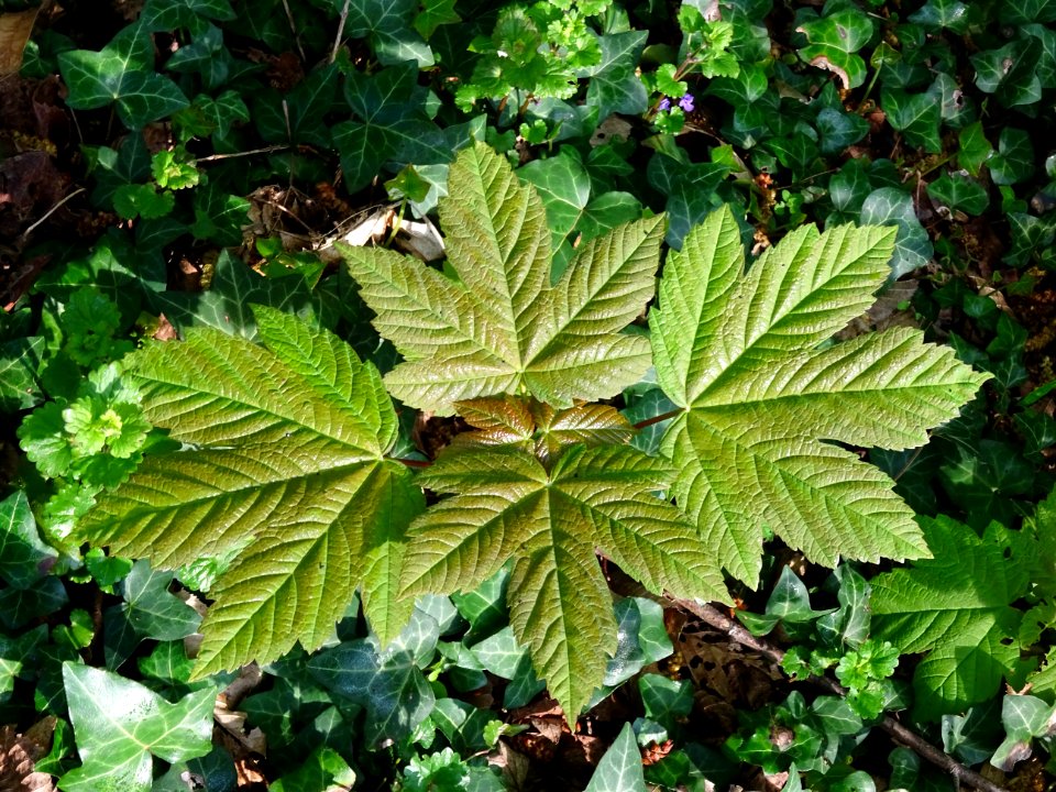 Erable sycomore, Acer pseudoplatanus, Acéracées 