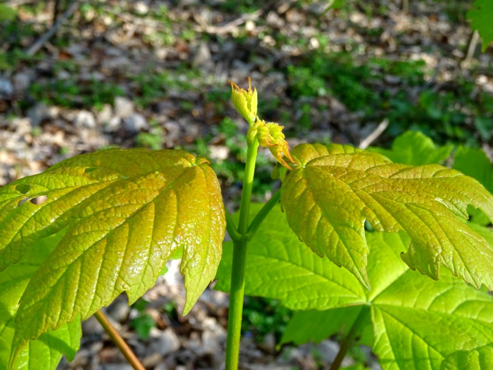 Erable sycomore, Acer pseudoplatanus, Acéracées 