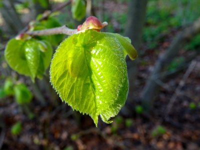 Bourgeon et jeunes feuilles, Tilleul à petites feuilles, T… 