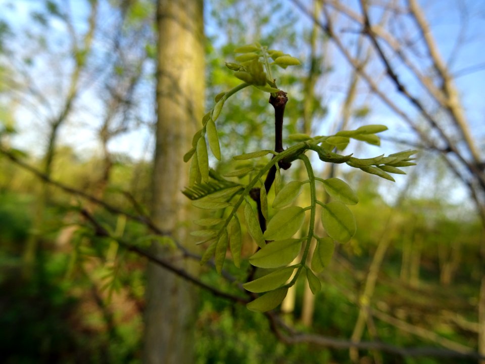 Jeunes feuilles de Robinier faux-acacia, Robinia pseudoaca… 