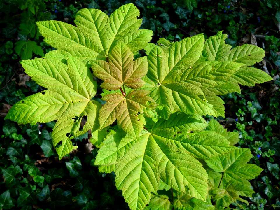 Erable sycomore, Acer pseudoplatanus, Acéracées 