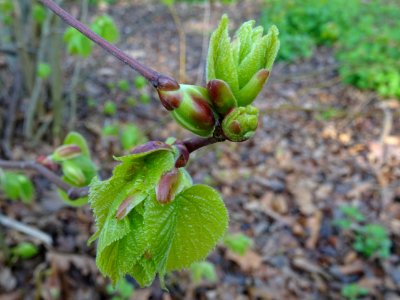 Bourgeons et jeunes feuilles, Tilleul à petites feuilles, … 