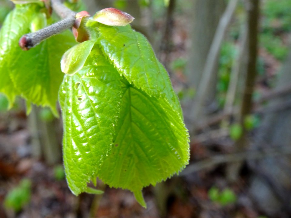 Bourgeon et jeunes feuilles, Tilleul à petites feuilles, T… 