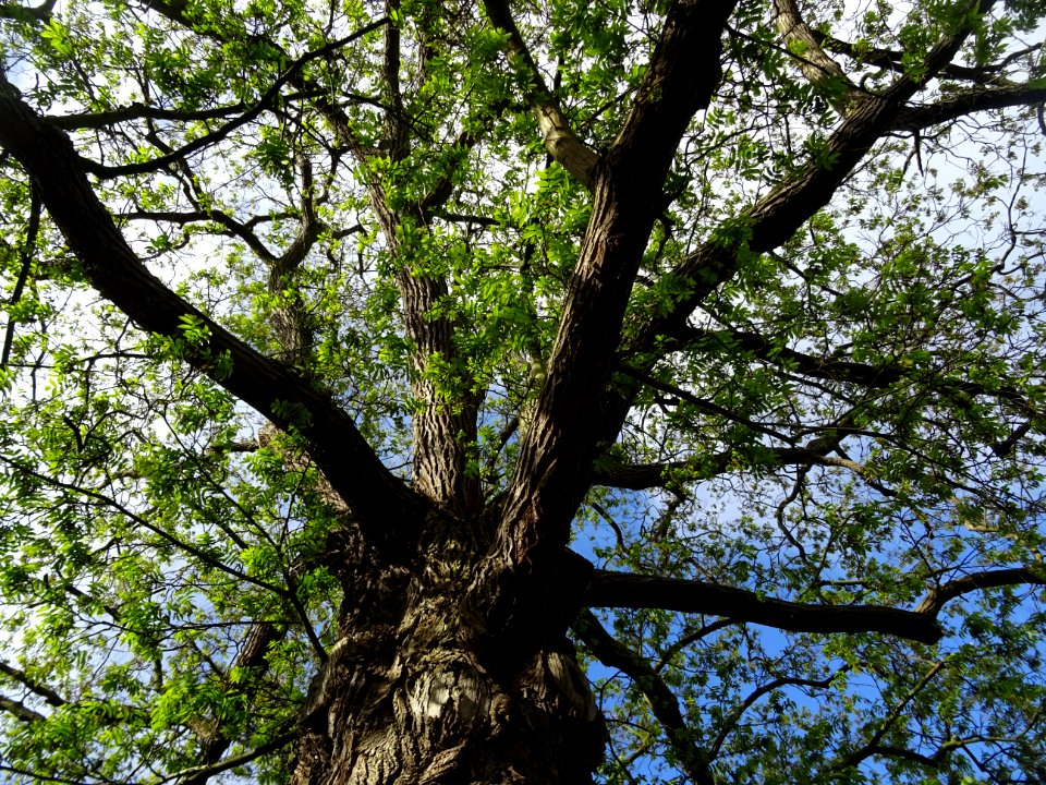 Ptérocaryer du Caucase, Pterocarya fraxinifolia, Juglandac… 