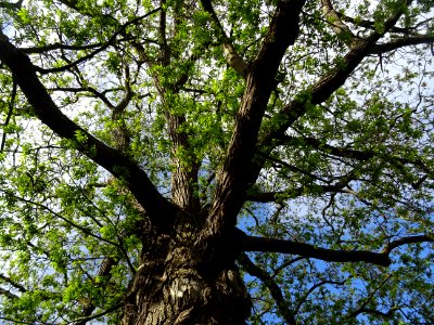 Ptérocaryer du Caucase, Pterocarya fraxinifolia, Juglandac… 