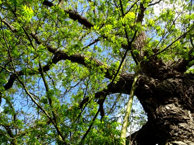 Feuilles et tronc du Ptérocaryer du Caucase, Pterocarya fr… 