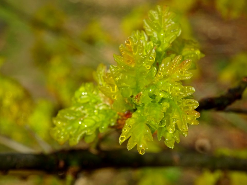 Chêne pédonculé, Quercus pedunculata, Fagacées 