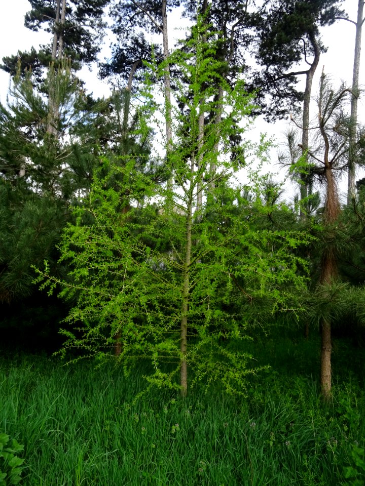 Mélèze commun, Larix decidua, Pinacées 