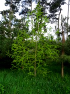 Mélèze commun, Larix decidua, Pinacées 