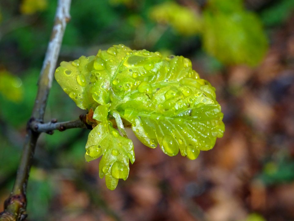 Chêne pédonculé, Quercus pedunculata, Fagacées 