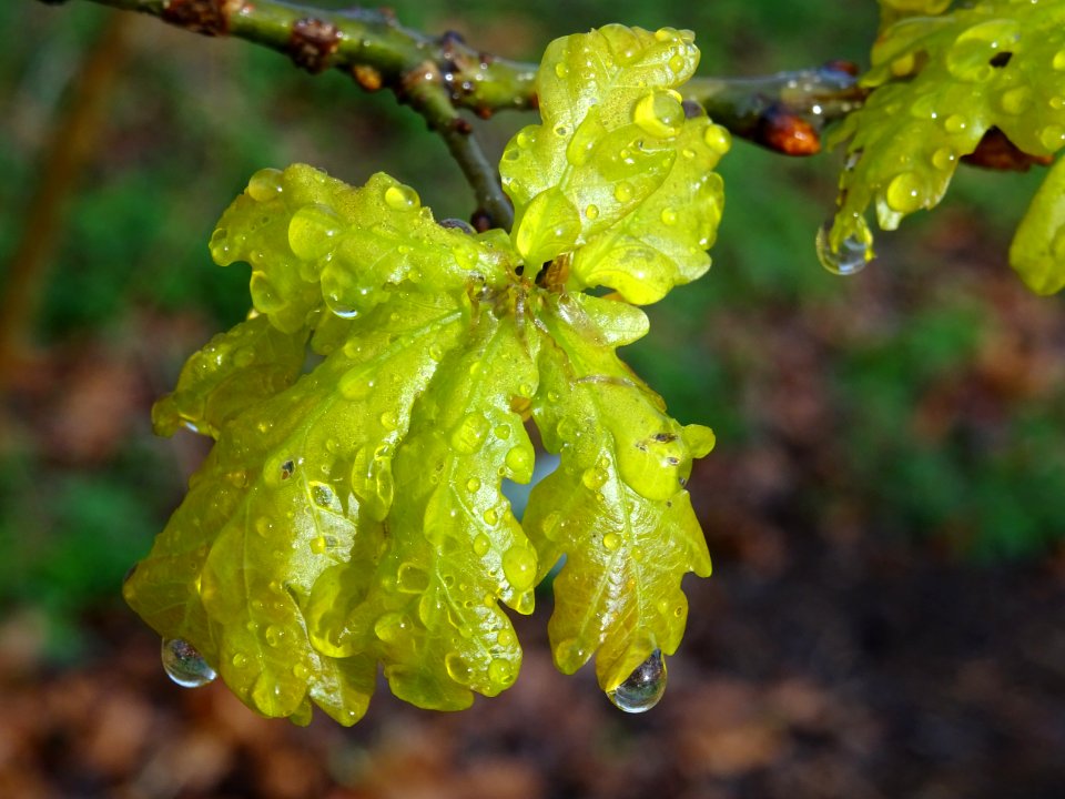 Chêne pédonculé, Quercus pedunculata, Fagacées 
