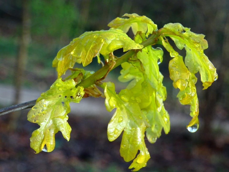 Chêne pédonculé, Quercus pedunculata, Fagacées 