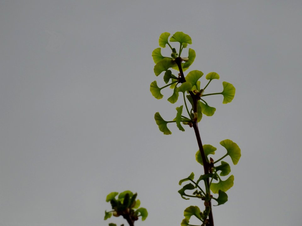 Ginkgo, Ginkgo biloba, Ginkgoacées 