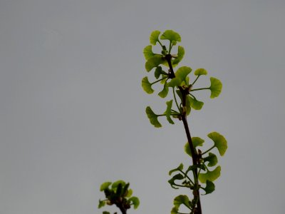 Ginkgo, Ginkgo biloba, Ginkgoacées 