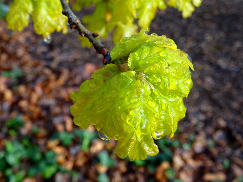 Chêne pédonculé, Quercus pedunculata, Fagacées 