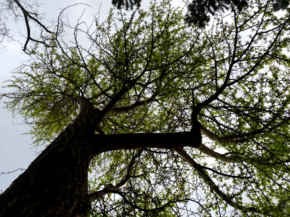 Ginkgo, Ginkgo biloba, Ginkgoacées 